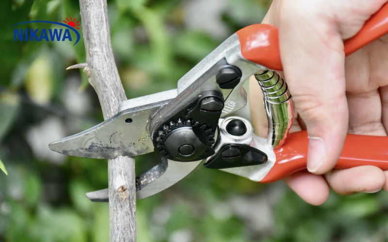 Kéo cắt tỉa cành—giữ vườn gọn gàng và cây khỏe Kéo cắt tỉa cành—giữ vườn gọn gàng và cây khỏe